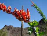 Ocotillo flowers, March 2013