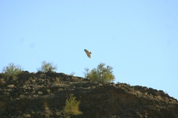 Red Tailed Hawk over Tbone Hill
